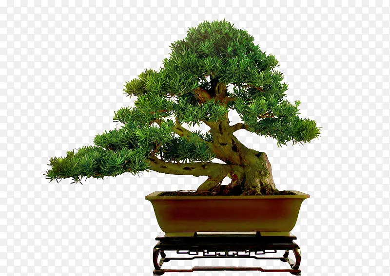 ��ɫ�辰-������