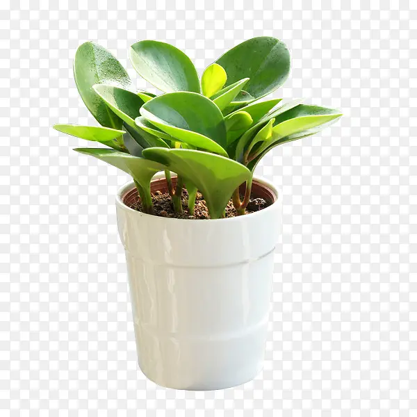 ��ɫ�ɻ�С�辰-������