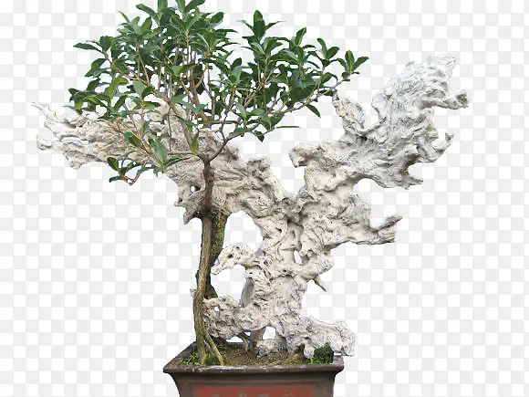 ��ֲ�辰-������