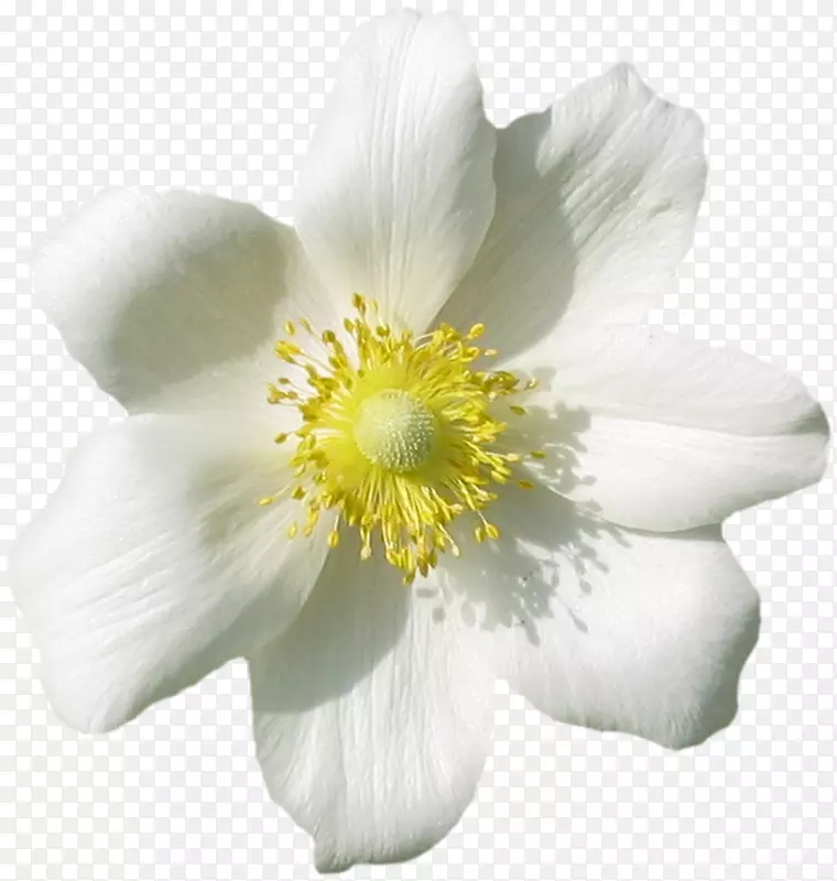 �������ֽ-������