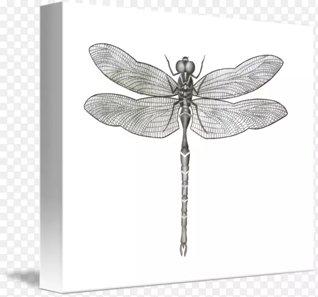 ����������������ڰ�����-������