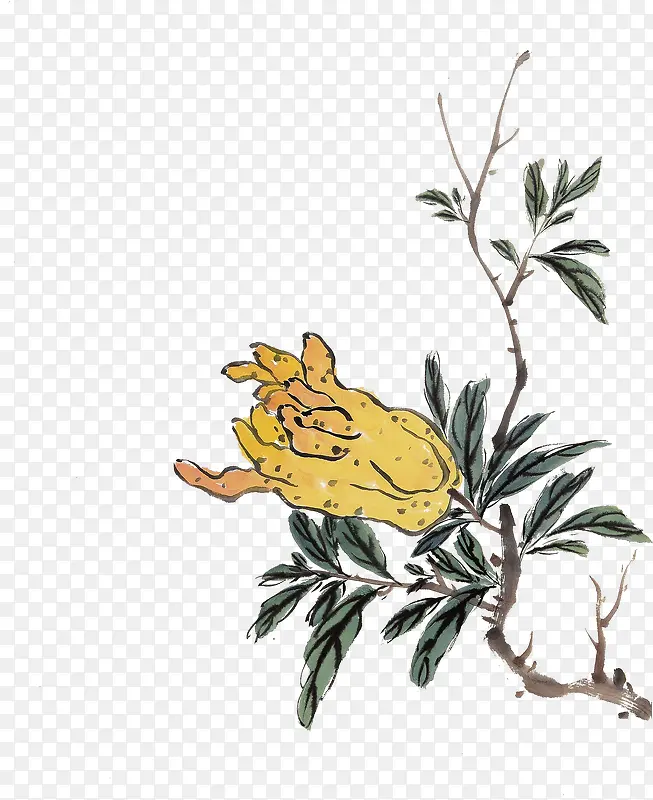 ��֦�ϵĻ�ɫ���ֹ�-������