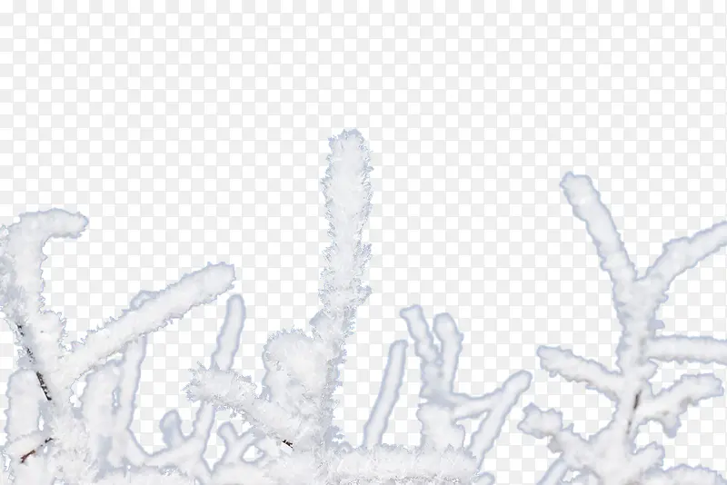 ��˪����֦-������