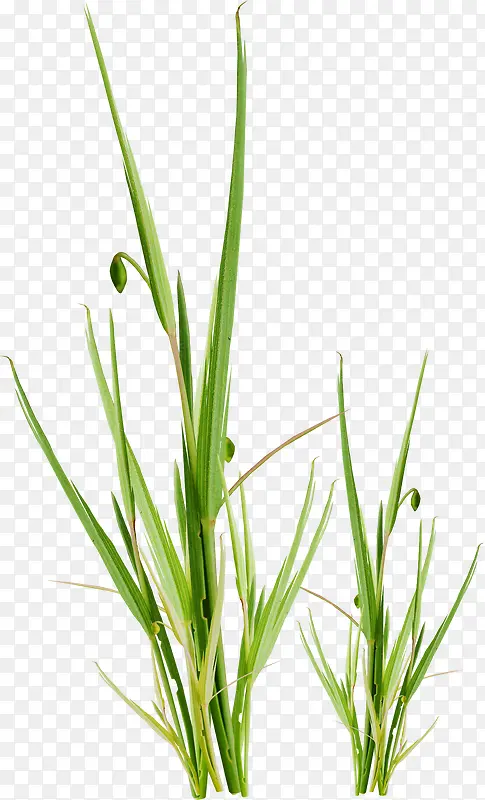 ��ɫС��-������