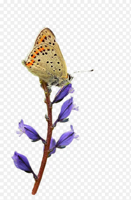 Զ־����ֲ��-������