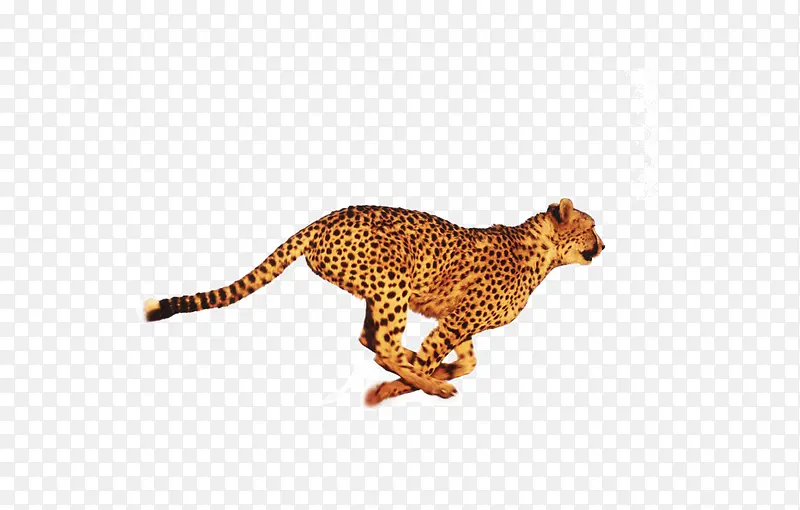 ��Ʒʵ�ﱼ�ܱ���-������