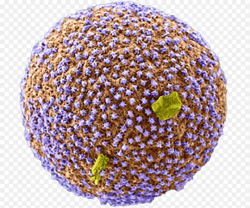 �ִ���ɫ΢�ۿƼ����Ӳ���-������