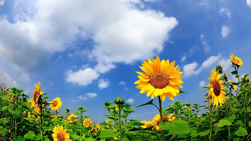 �����������տ���Ӱͼ-������