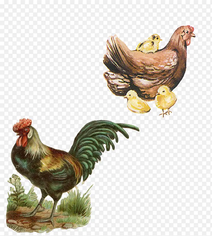 �廭������ĸ��-������