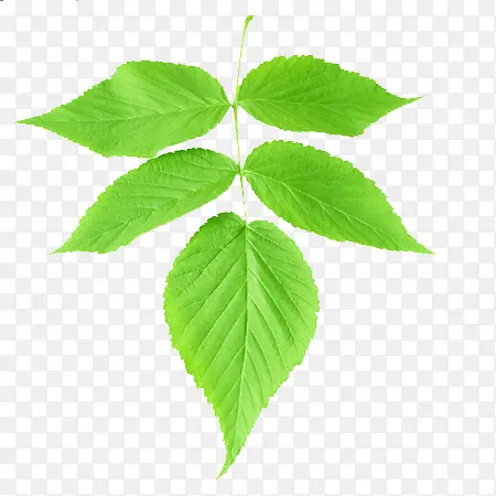 ����ҶԪ��-������