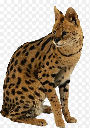 ��-������