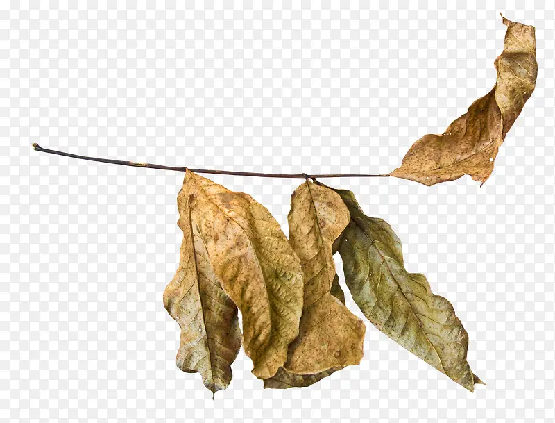 ��Ҷ-������