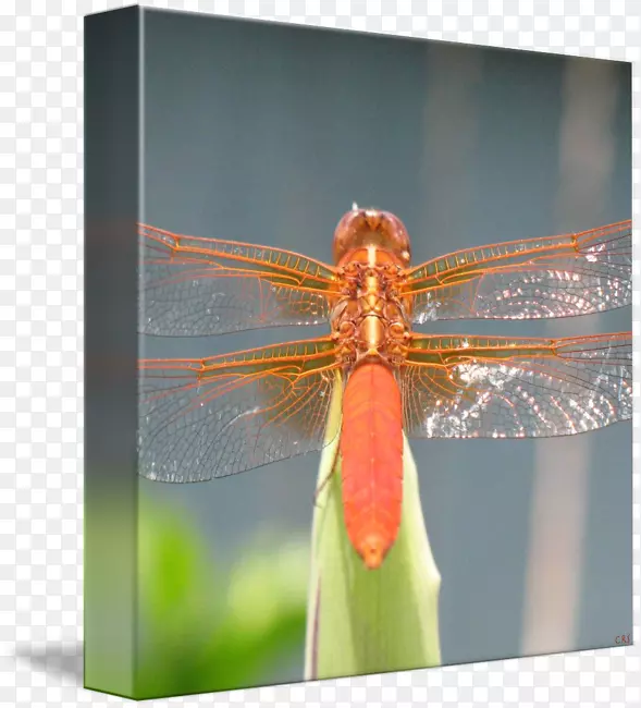 ����������Ӱ�޼�׵�����֫����-��Ӭ-������