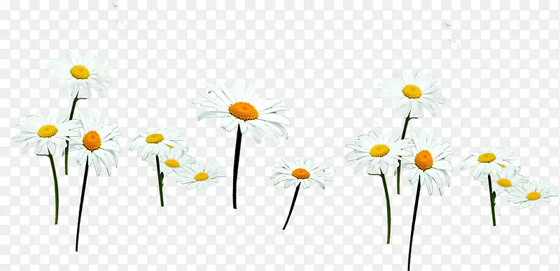 ��ɫ�����տ�����-������