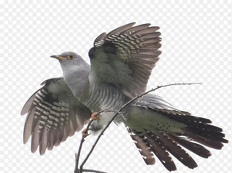 �ſ����-������