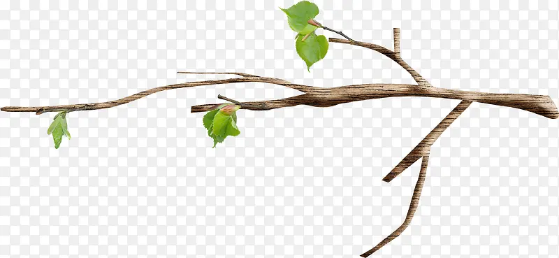 Ư��֦Ҷ-������