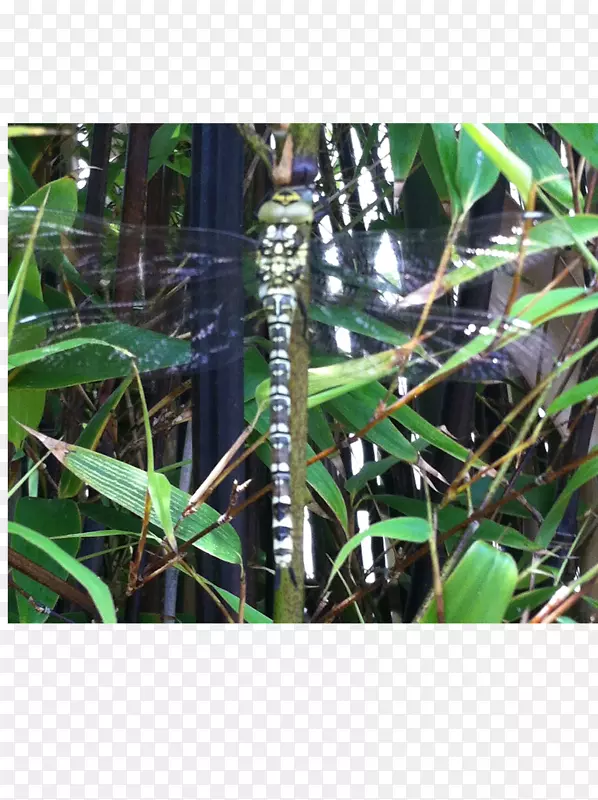 ����Ⱥ��ֲ�ﾥ��-��Ӭ-������