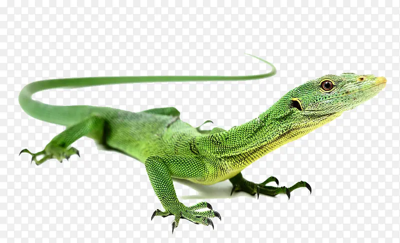 ��ɫ����-������