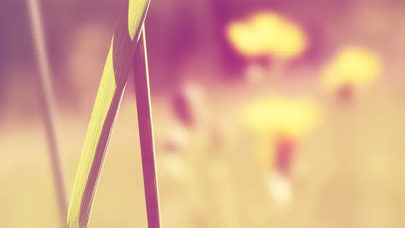 ���⾰��Ч��������֦Ψ�������ֽ-������