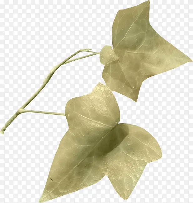 ֦Ҷ�ز�ͼƬ-������