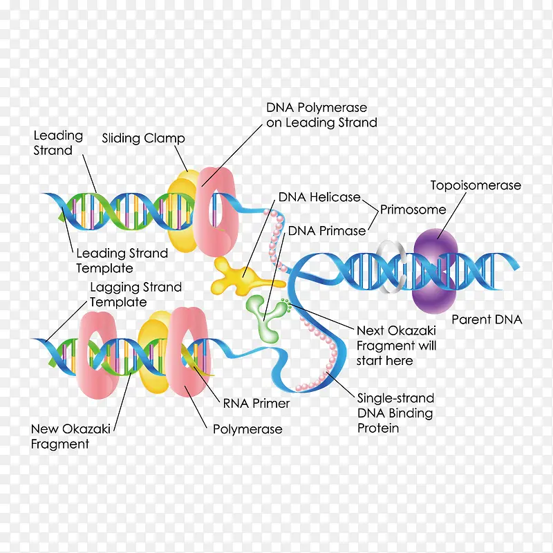 ҽ���о�����ͼ-������