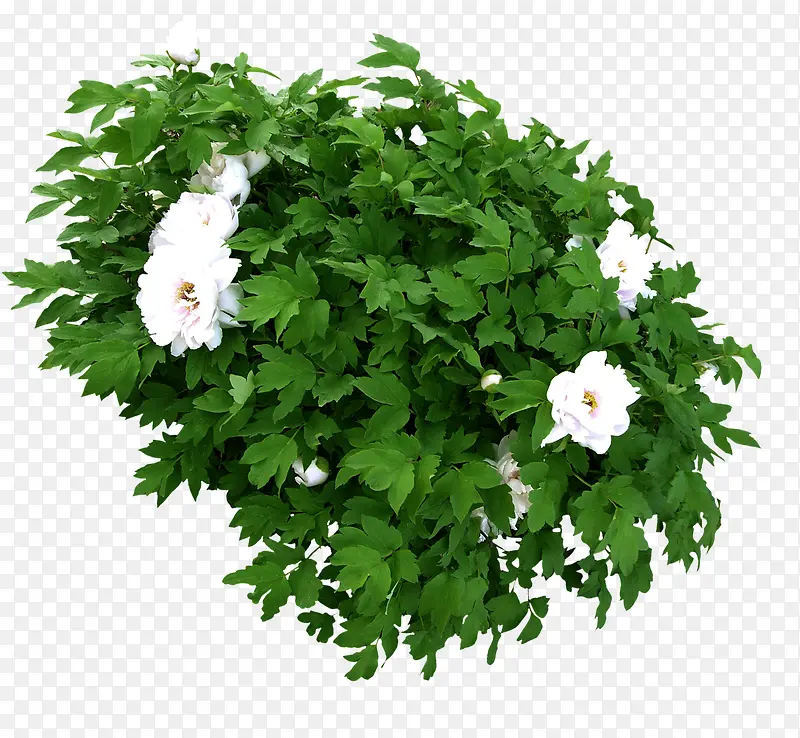 ĵ������-������