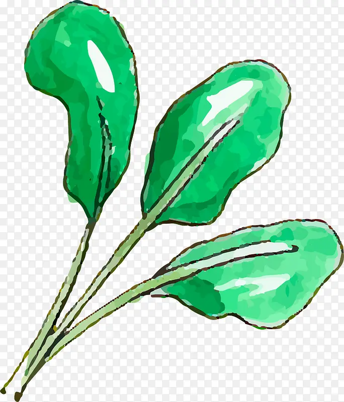 ˮ�������߲˲�Ҷ-������