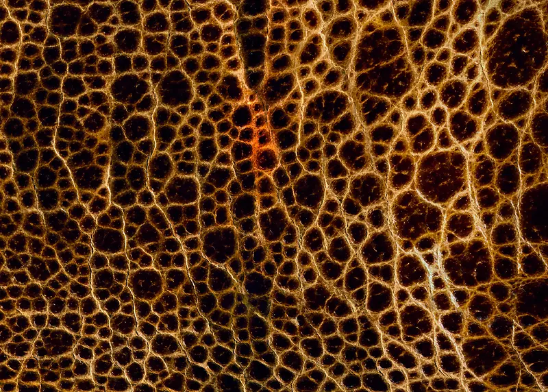 Ƥ������������д�ز�-������