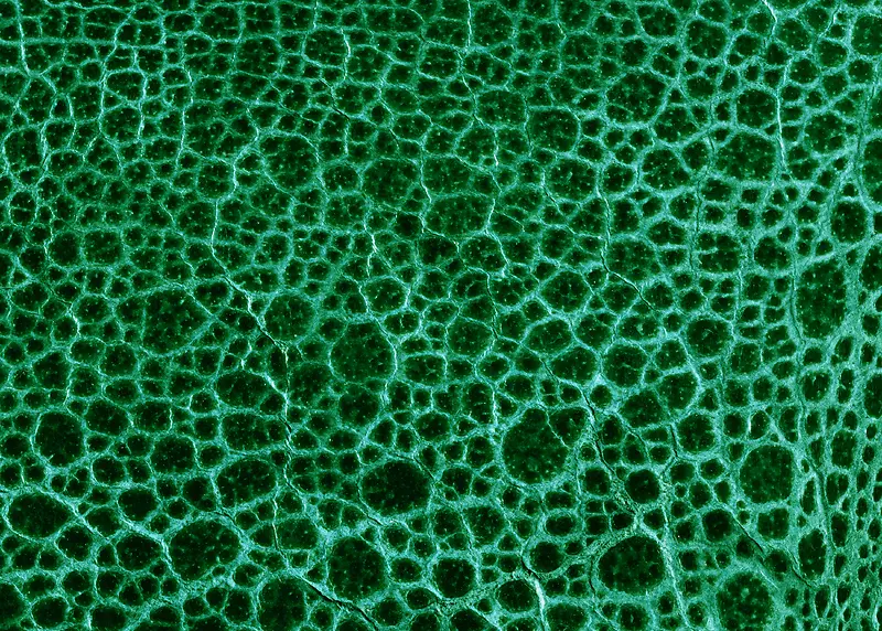 Ƥ������������д�ز�-������