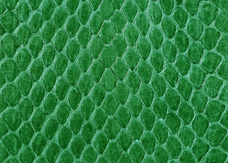 ��ɫƤ������������д����-������