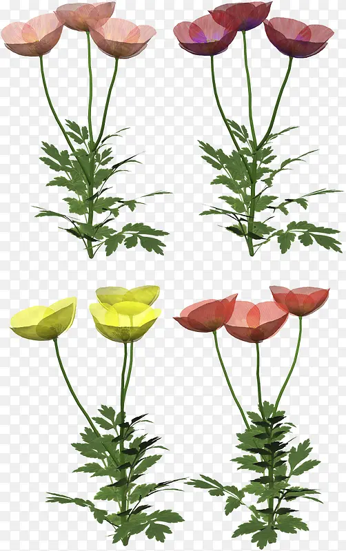 ��ͨ��ֲ����-������