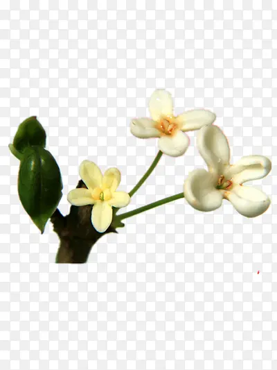 ��ɫ��-������