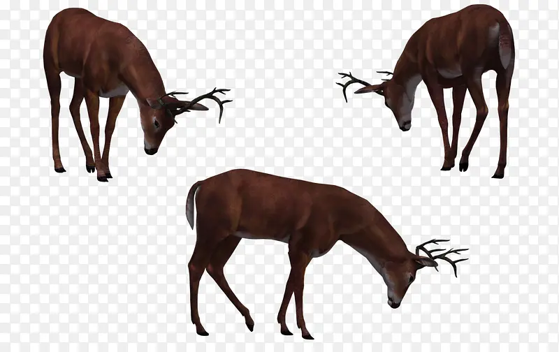 ��ֻ�Բݵ�¹-������