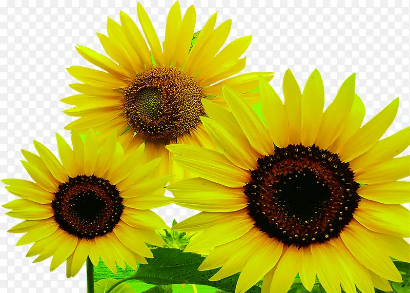 ���տ����ĺ������-������