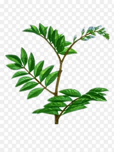 �ʲ���֦-������