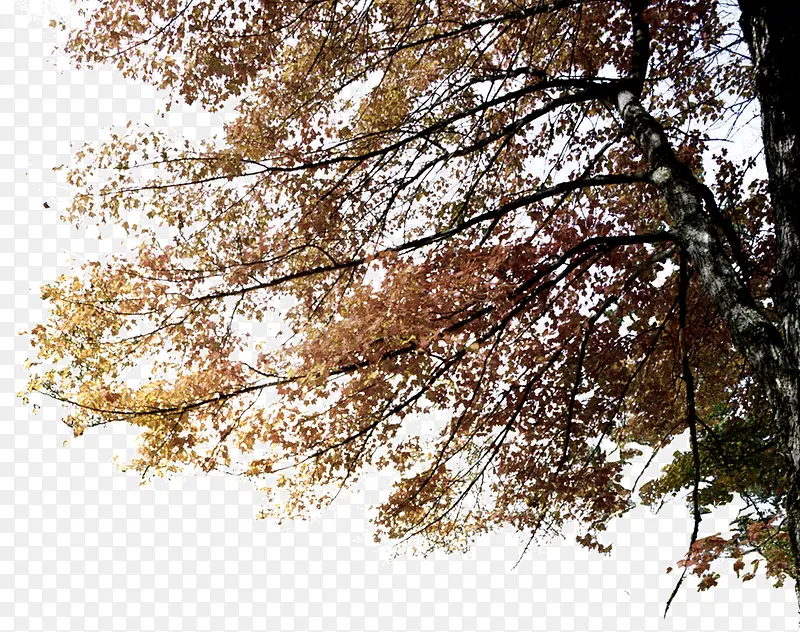 ��ľ��֦-������