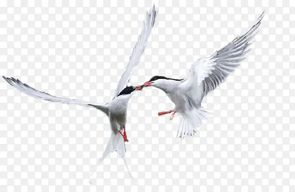 ��ֻ��ʳ��ĺ�Ÿ-������