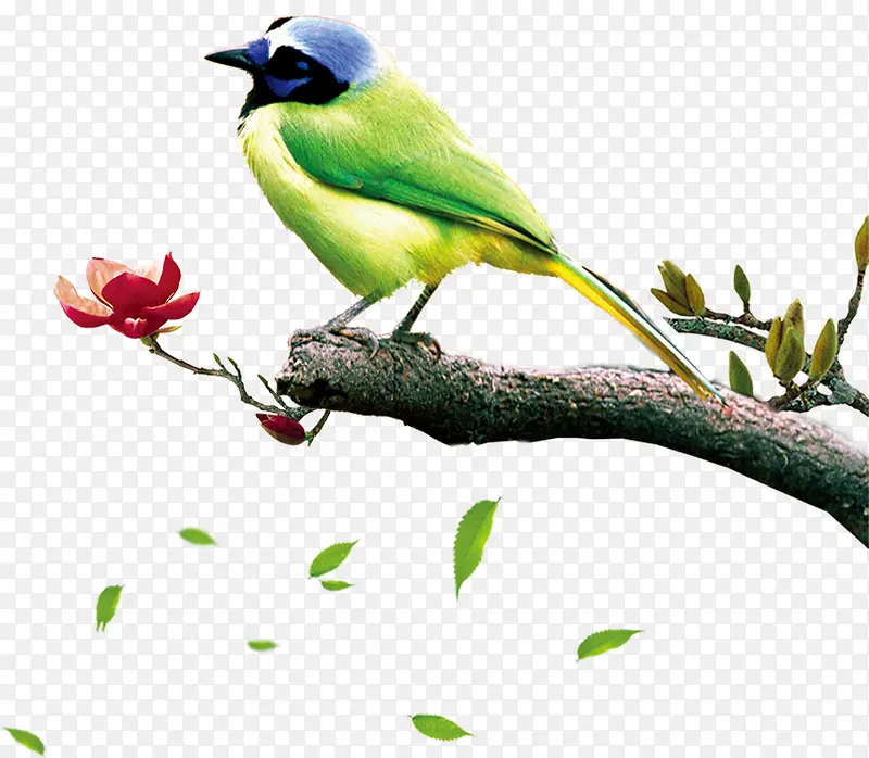 ϲȵ-������