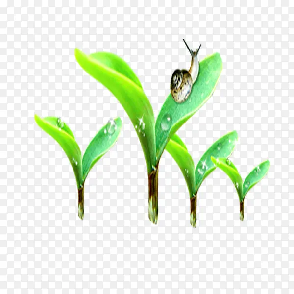 ����ţ�ز�-������