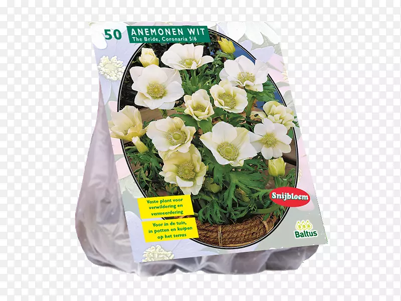 �л���������Ұ������ֲ�ﺣ������״����-����ͪ-������