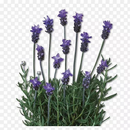 Ӣ��޹�²ݣ���״޹�²ݣ�����޹�²�ֲ�޹�²ݿ�-޹�²�-������