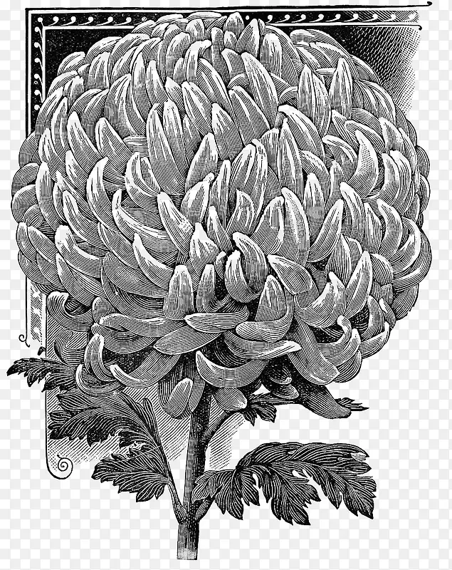 �ջ��廭-������