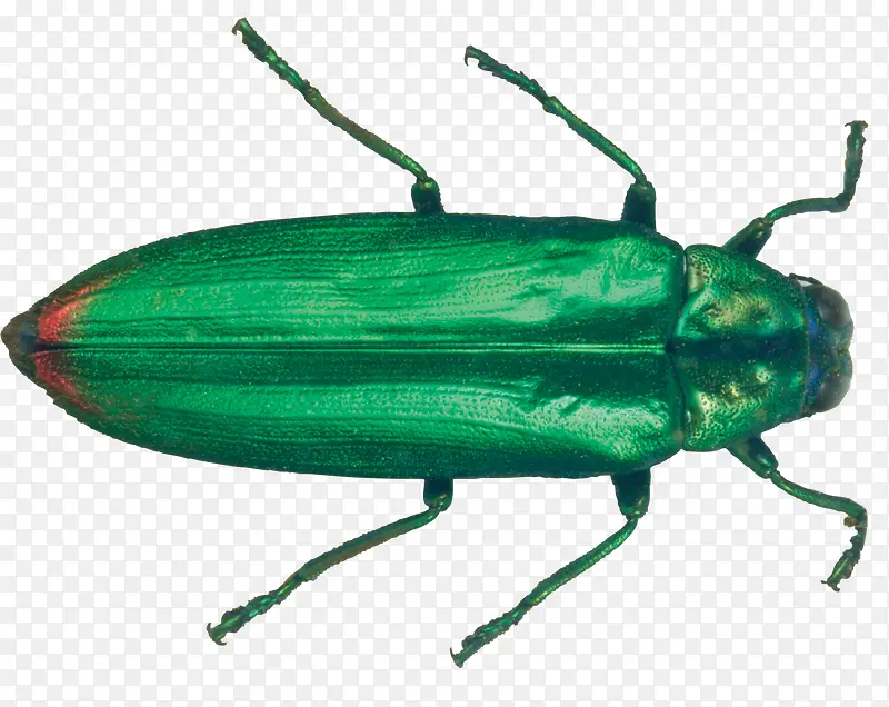 ��ɫ����-������