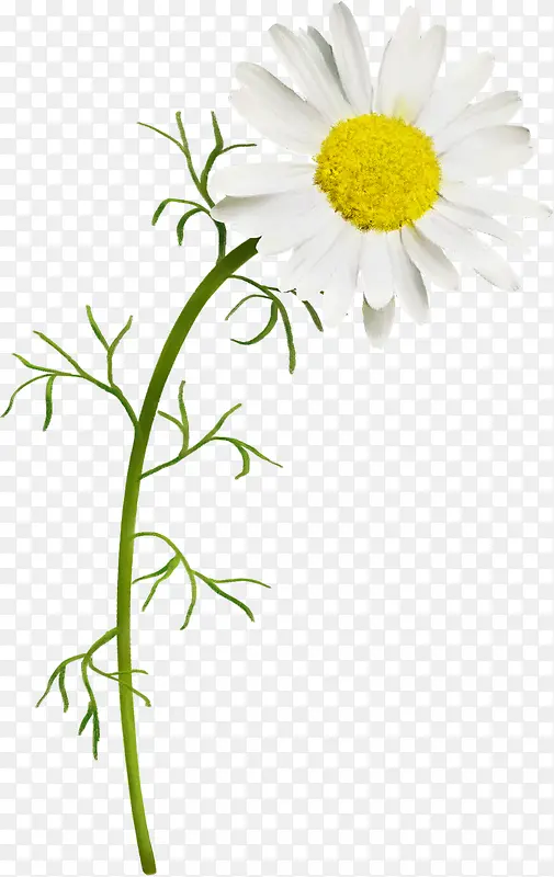 �ջ���ɫ�ջ���֦-������