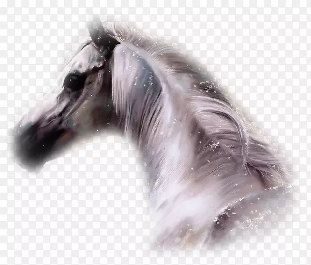 ����˹�����ֽ����-����-������