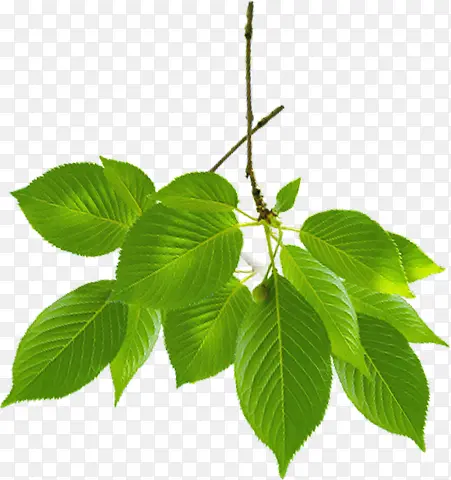 ��ɫ��Ҷ��֦��ҵ��-������