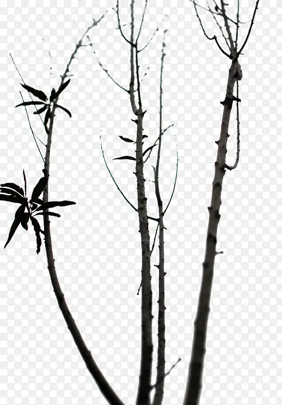 �����Ŀ���֦-������