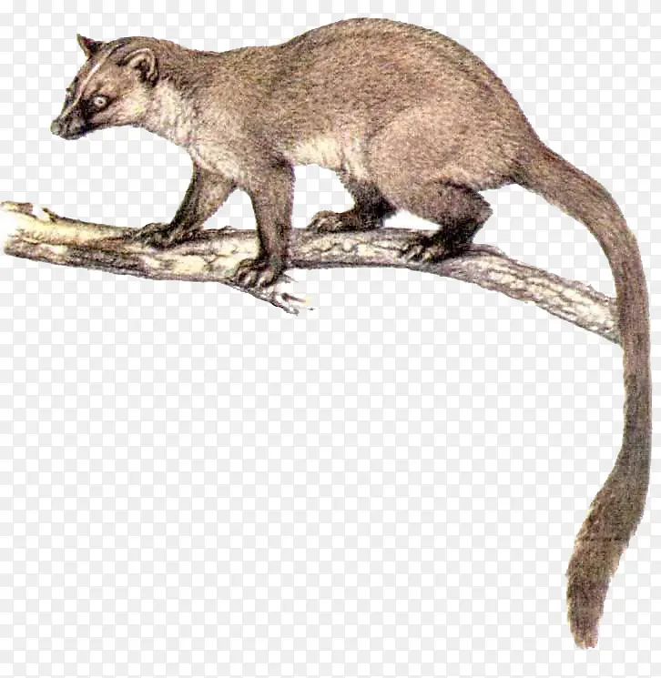 ������֦�ϵ�����è-������