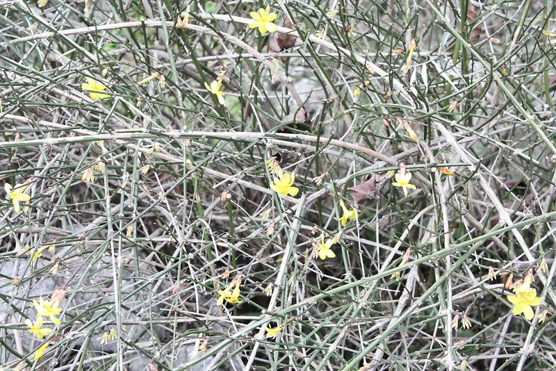 �ɿ���֦��ɫС����������-������