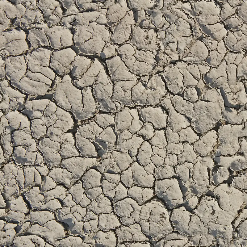 ���Ʊ�������-������